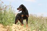 BEAUCERON 221